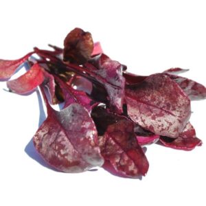 Cherry Red Bull's Blood Beet Greens