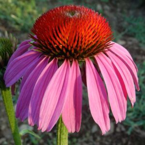 Echinacea purpurea seeds, organic