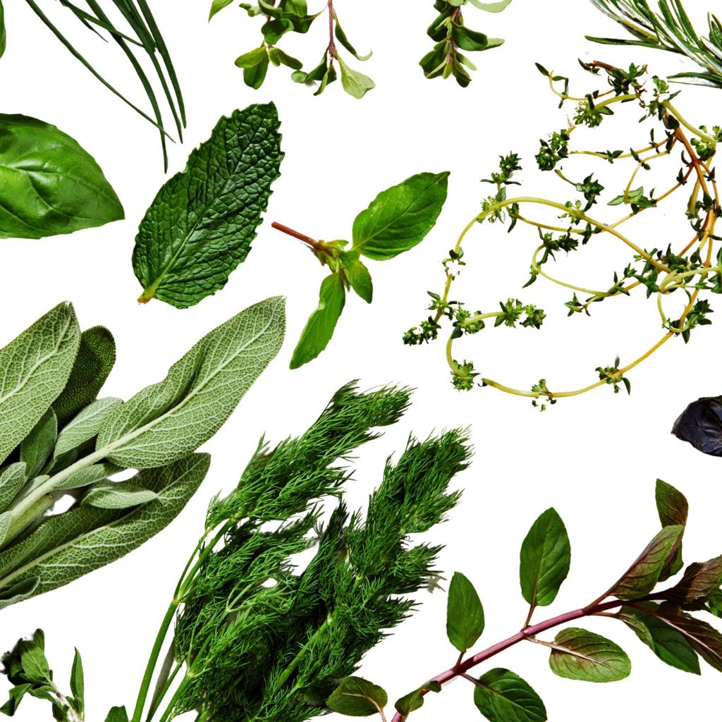 Home-grown medicinal herbs for wellness – Herbal Medicine Guide