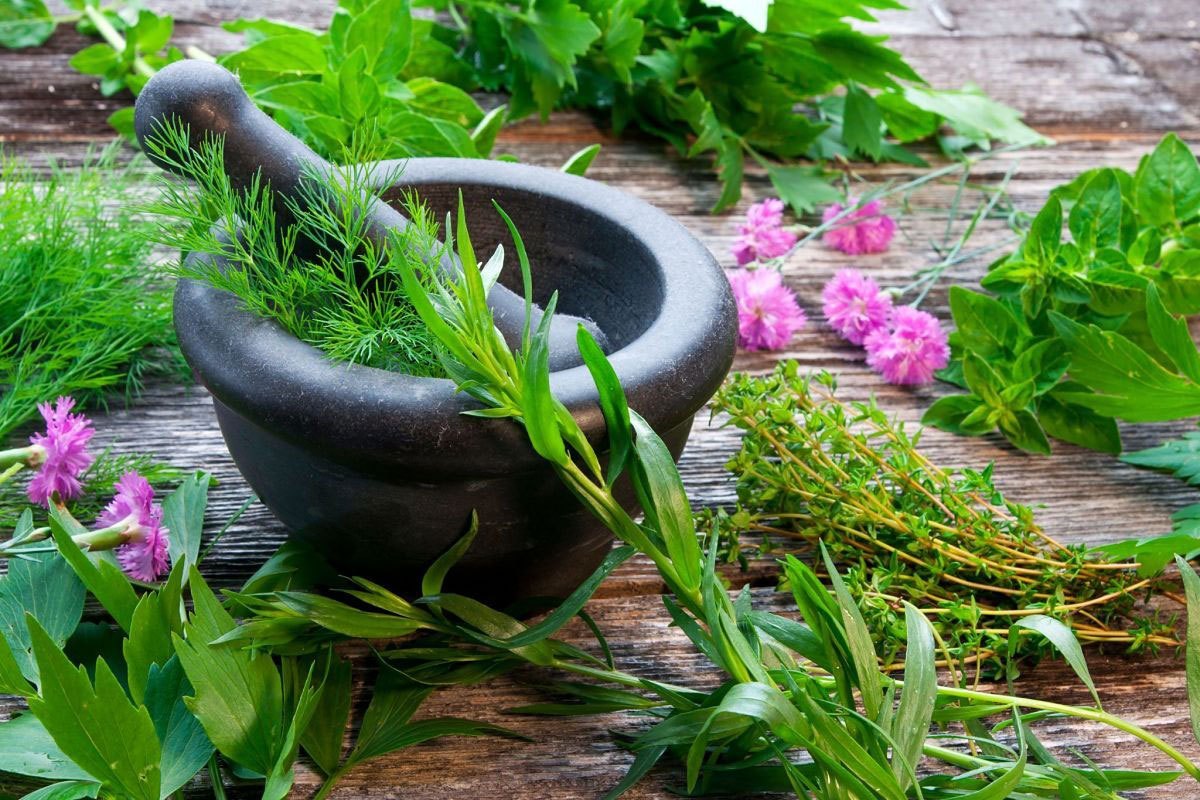 Herbal Enthusiasts Sharing Experiences of Holistic Living and Natural Wellness